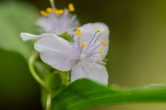 Tradescantia subaspera