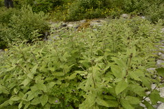 Shangwua denticulata