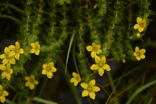 Image of Spiny-Leaf Saxifrage (Saxifraga brachypoda) by (c) Siddarth Machado, some rights reserved (CC BY)