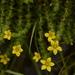 Saxifraga brachypoda - Photo (c) Siddarth Machado, algunos derechos reservados (CC BY), subido por Siddarth Machado