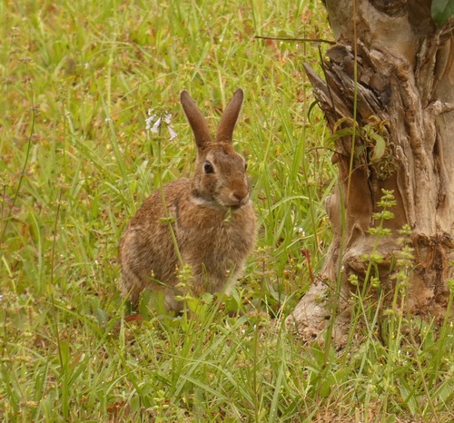 Eastern Cottontail photographed in Mississippi