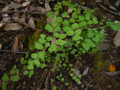 Adiantum jordanii image