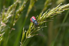 Malachius aeneus