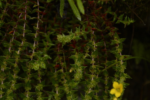 Image of Saxifraga brachypoda by (c) Siddarth Machado, some rights reserved (CC BY)