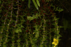 Saxifraga brachypoda, photograph Siddarth Machado, CC BY, iNaturalist via GBIF