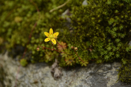 Image of Saxifraga brunonis by (c) Siddarth Machado, some rights reserved (CC BY)