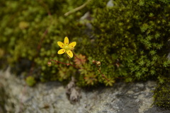 Saxifraga brunonis