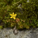 Saxifraga brunonis - Photo (c) Siddarth Machado,  זכויות יוצרים חלקיות (CC BY), הועלה על ידי Siddarth Machado