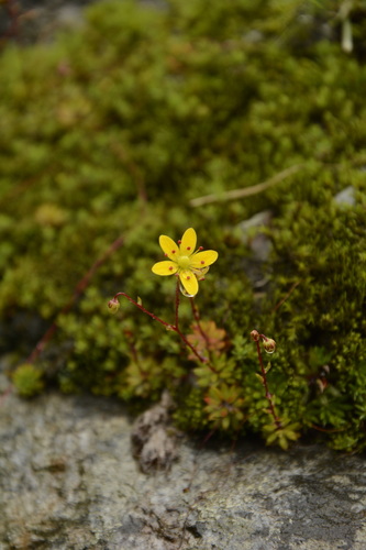 Image of Saxifraga brunonis by (c) Siddarth Machado, some rights reserved (CC BY)