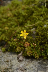 Saxifraga brunonis