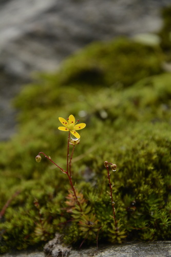 Image of Saxifraga brunonis by (c) Siddarth Machado, some rights reserved (CC BY)