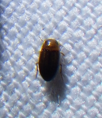 Neobidessus pullus floridanus