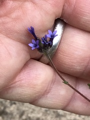 Allophyllum gilioides gilioides