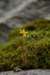 Saxifraga brunonis