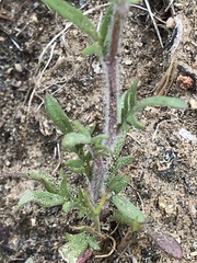 Allophyllum gilioides gilioides