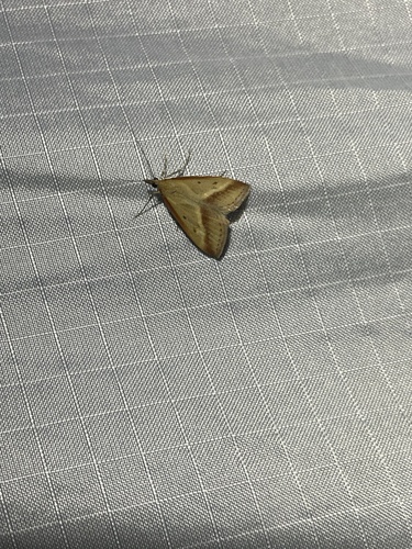 Udea heterodoxa observed 2024-05-25