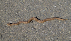 Vipera ammodytes