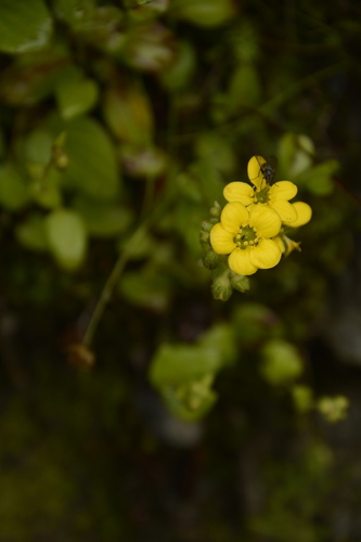 Image of Saxifraga parnassifolia by (c) Siddarth Machado, some rights reserved (CC BY)
