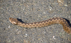 Vipera ammodytes