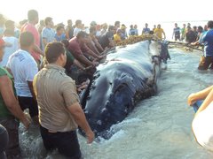 Megaptera novaeangliae