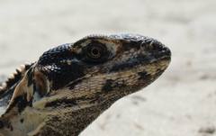 Ctenosaura pectinata