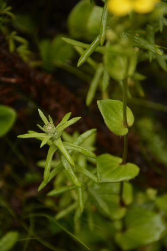 Image of Saxifraga parnassifolia by (c) Siddarth Machado, some rights reserved (CC BY)