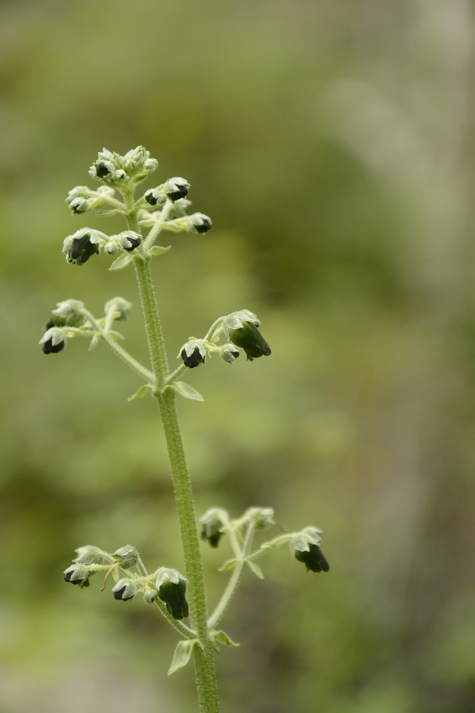 Scrophularia edgeworthii