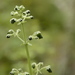 Scrophularia edgeworthii - Photo (c) Siddarth Machado, some rights reserved (CC BY), uploaded by Siddarth Machado