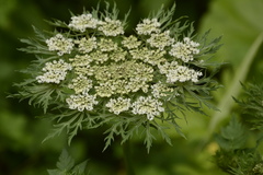 Selinum vaginatum