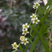 Aggreflorum - Photo (c) Guanning Liu, some rights reserved (CC BY-NC), uploaded by Guanning Liu