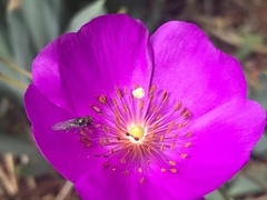 Diptera