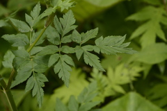Selinum vaginatum