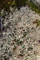Cladonia amaurocraea