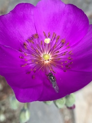 Diptera