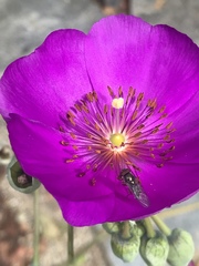 Diptera