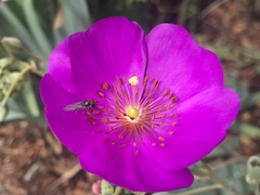 Diptera