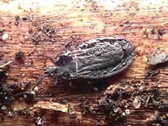 Aneurus inconstans