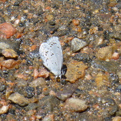 Celastrina echo