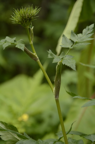 Selinum vaginatum, photograph 2