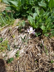Cardamine nuttallii