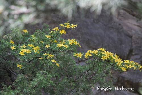 Yellow Rose (Rosa xanthina)