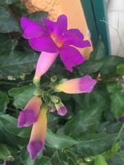 Amphilophium buccinatorium