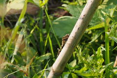 Orthetrum albistylum speciosum