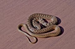 Dolichophis caspius