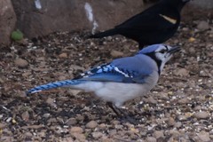 Cyanocitta cristata image