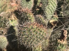 Opuntia polyacantha erinacea