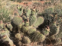 Opuntia polyacantha erinacea