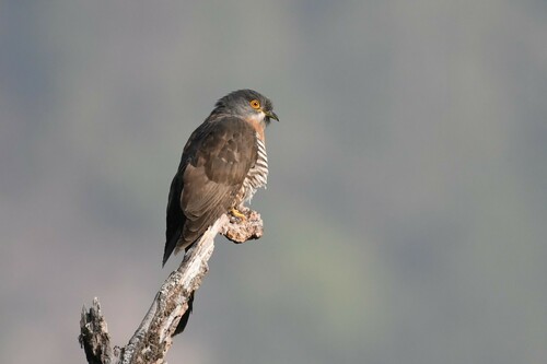 Large Hawk-Cuckoo (Hierococcyx sparverioides), photo 6