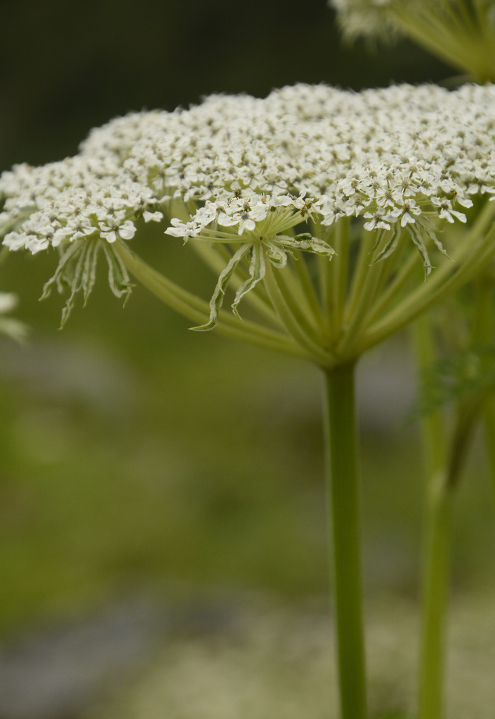 Ligusticopsis wallichiana