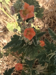 Sphaeralcea ambigua